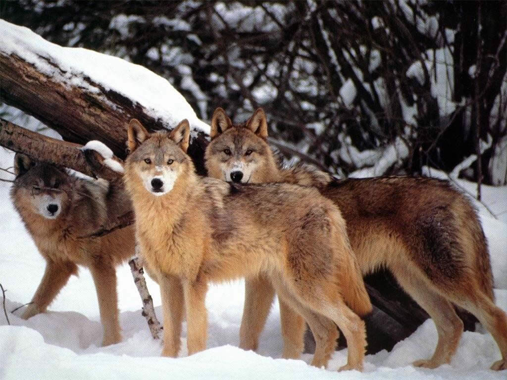 A Montelupone un convegno sull’espansione del lupo