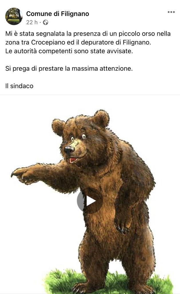 Filignano, segnalata la presenza di un orso, il sindaco: «Prestate attenzione»