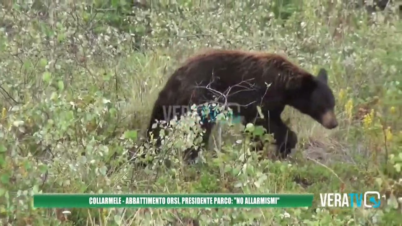 Collarmele, dopo le orme di orso interviene il direttore del Parco Nazionale d’Abruzzo: “No allarmismi”