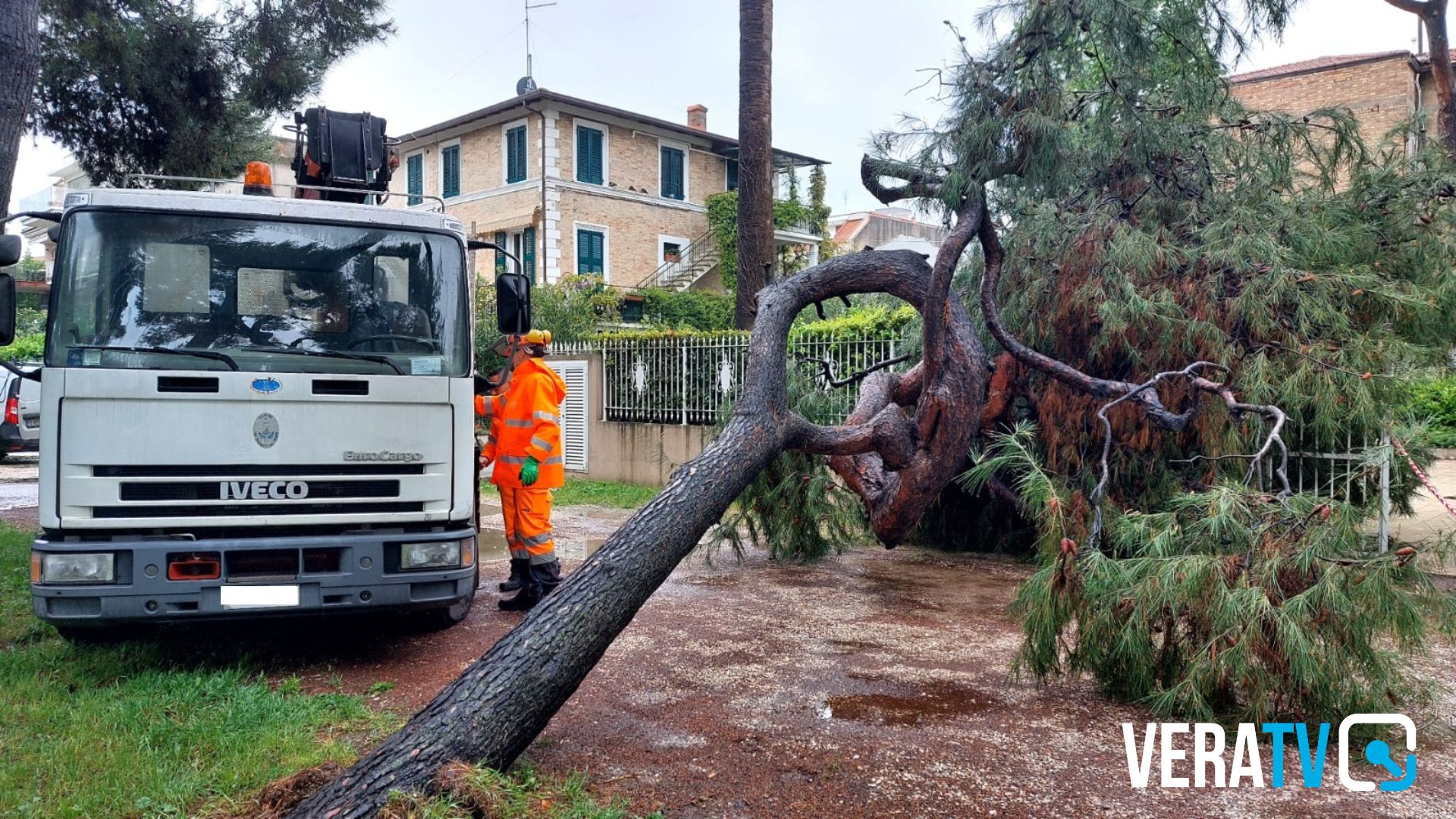 San Benedetto del Tronto – Tanti danni per il maltempo, pino cade in viale Trieste