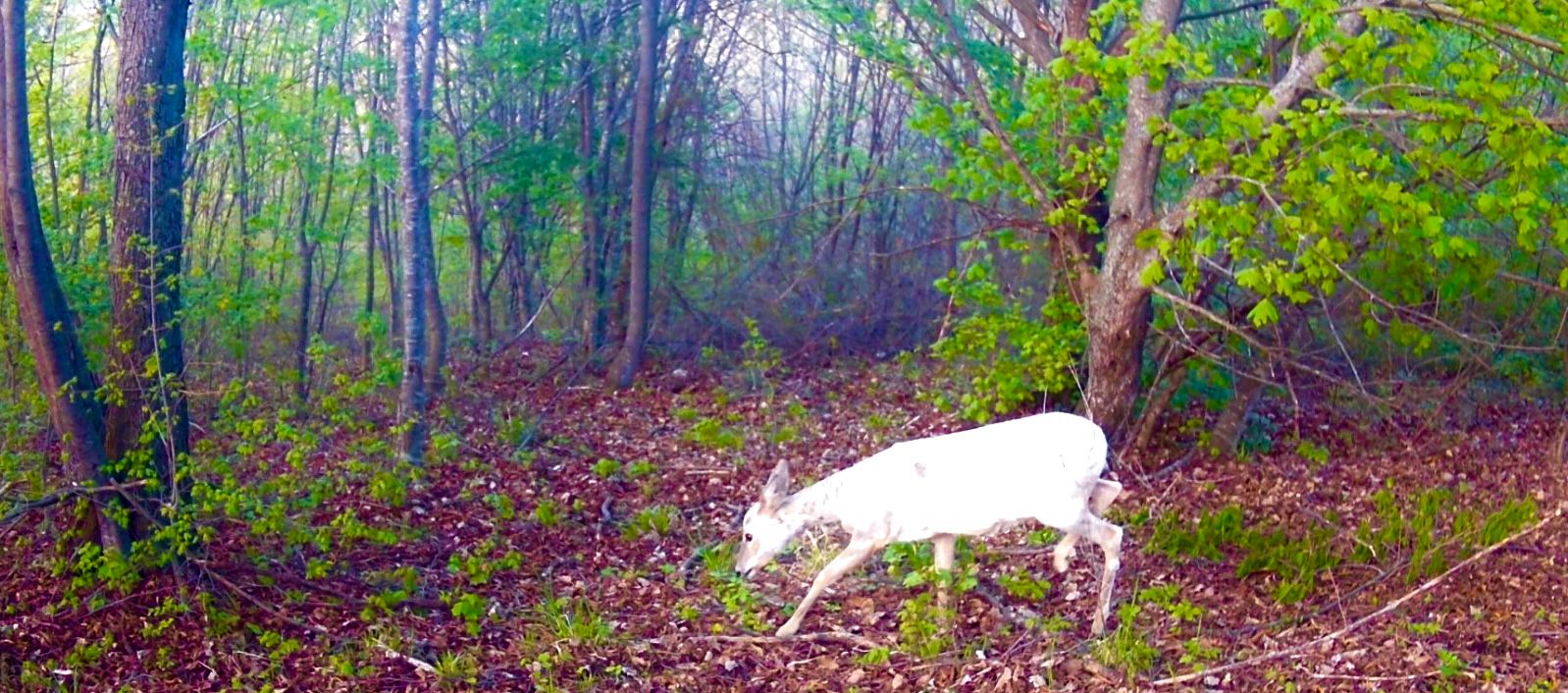 Civitella del Tronto – Capriolo bianco avvistato nei boschi, è un esemplare rarissimo