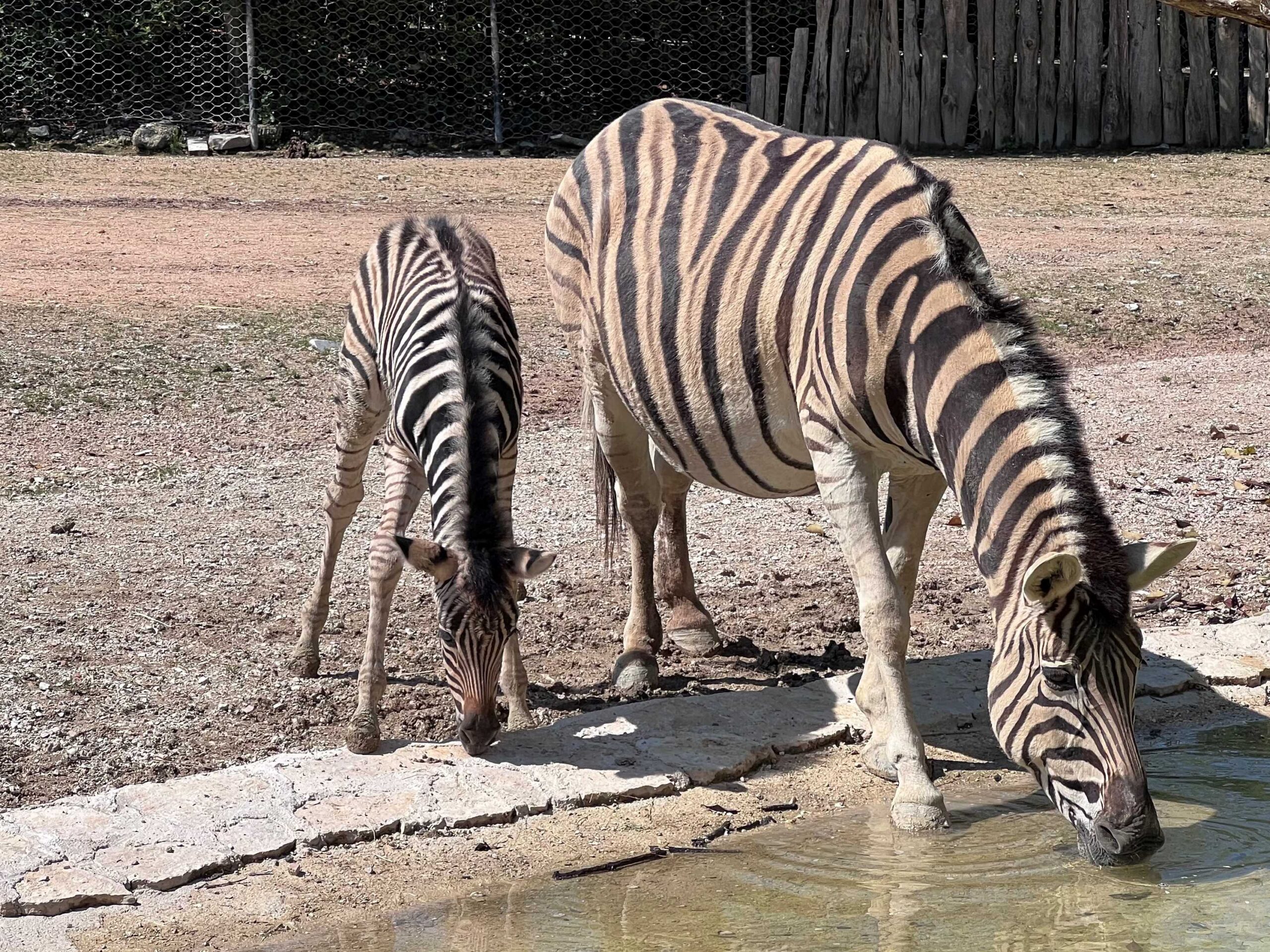 Parco Zoo Falconara – Festa della mamma in compagnia di un nuovo cucciolo di zebra