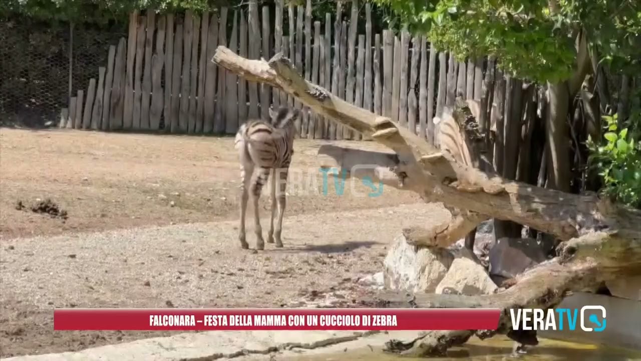 Festa della mamma con cucciolo di zebra al Parco Zoo di Falconara