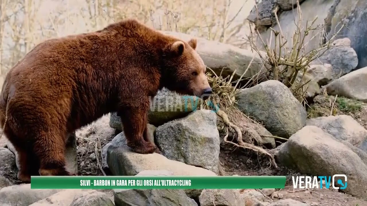 Silvi – Barbon in gara all’Ultracycling per difendere gli orsi
