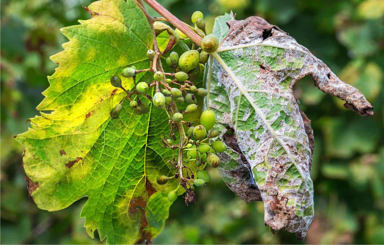 Troppe piogge e pochi trattamenti: sos “fungo” nel 50% delle vigne