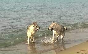 Vasto – Due persone aggredite dai lupi sulla spiaggia: vertice in Comune