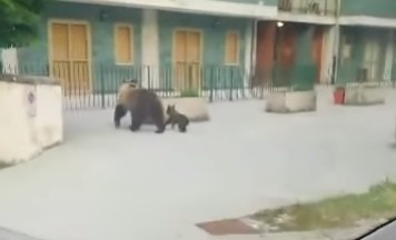 Roccaraso – Ordinanza per proteggere l’orsa Bambina e suo figlio