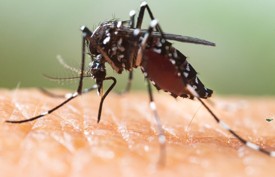 JESI – Secondo caso di dengue: scatta la disinfestazione