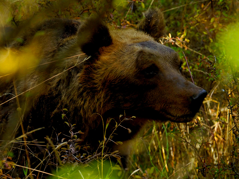 Va in scena la settimana dell’orso bruno marsicano in Abruzzo