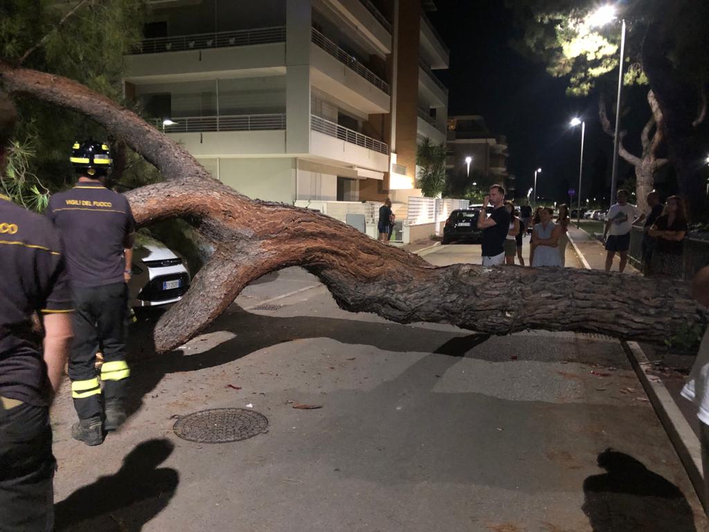 Roseto degli Abruzzi – Albero cade nella notte, danneggiate tre auto in sosta