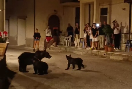 San Sebastiano dei Marsi – L’orsa Amarena attraversa il borgo con i suoi cuccioli