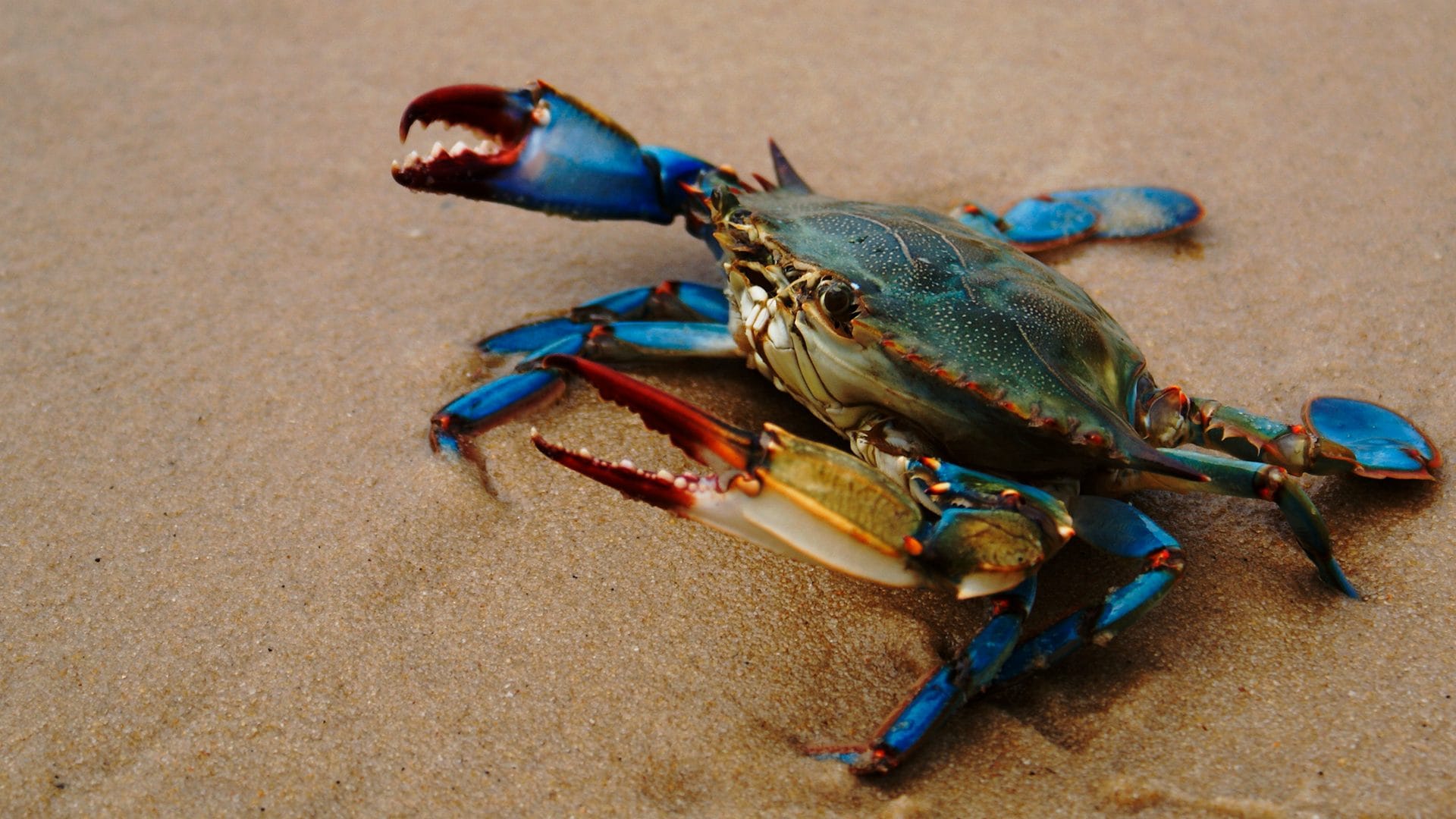 Dopo il granchio blu, individuata nuova specie ad Ancona