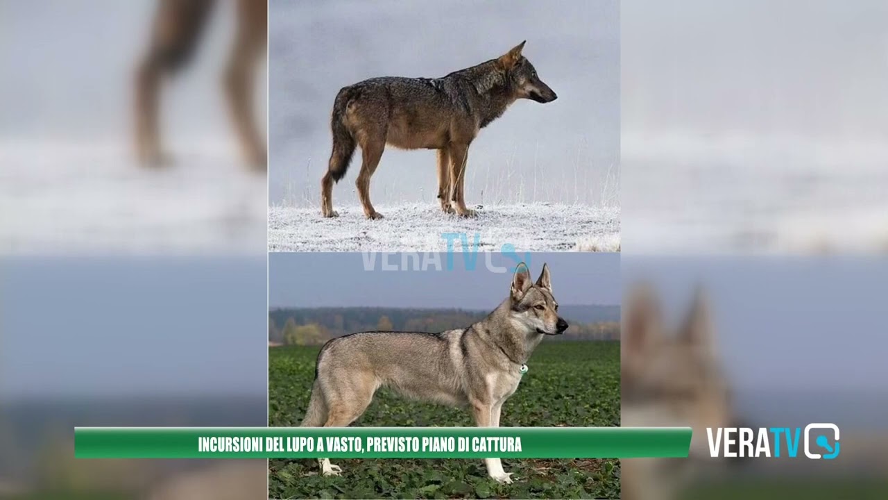 Incursioni del lupo a Vasto, previsto piano di cattura
