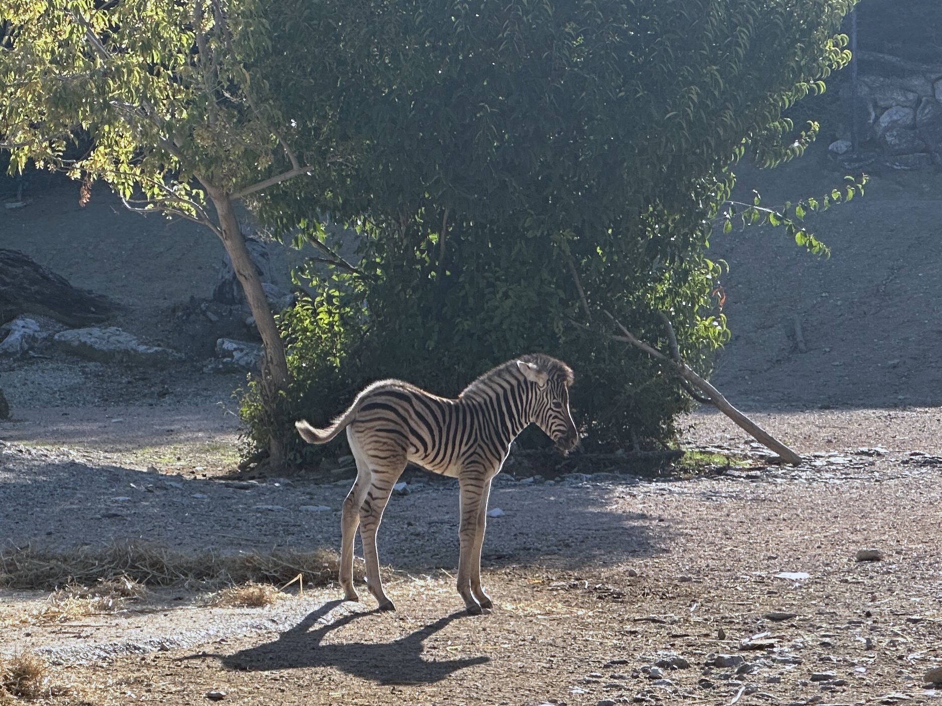 Falconara – Al parco zoo è nato un cucciolo di zebra