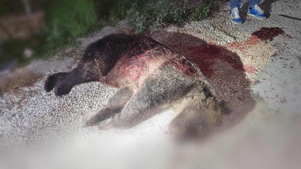 Uccisa a fucilate l’orsa Amarena