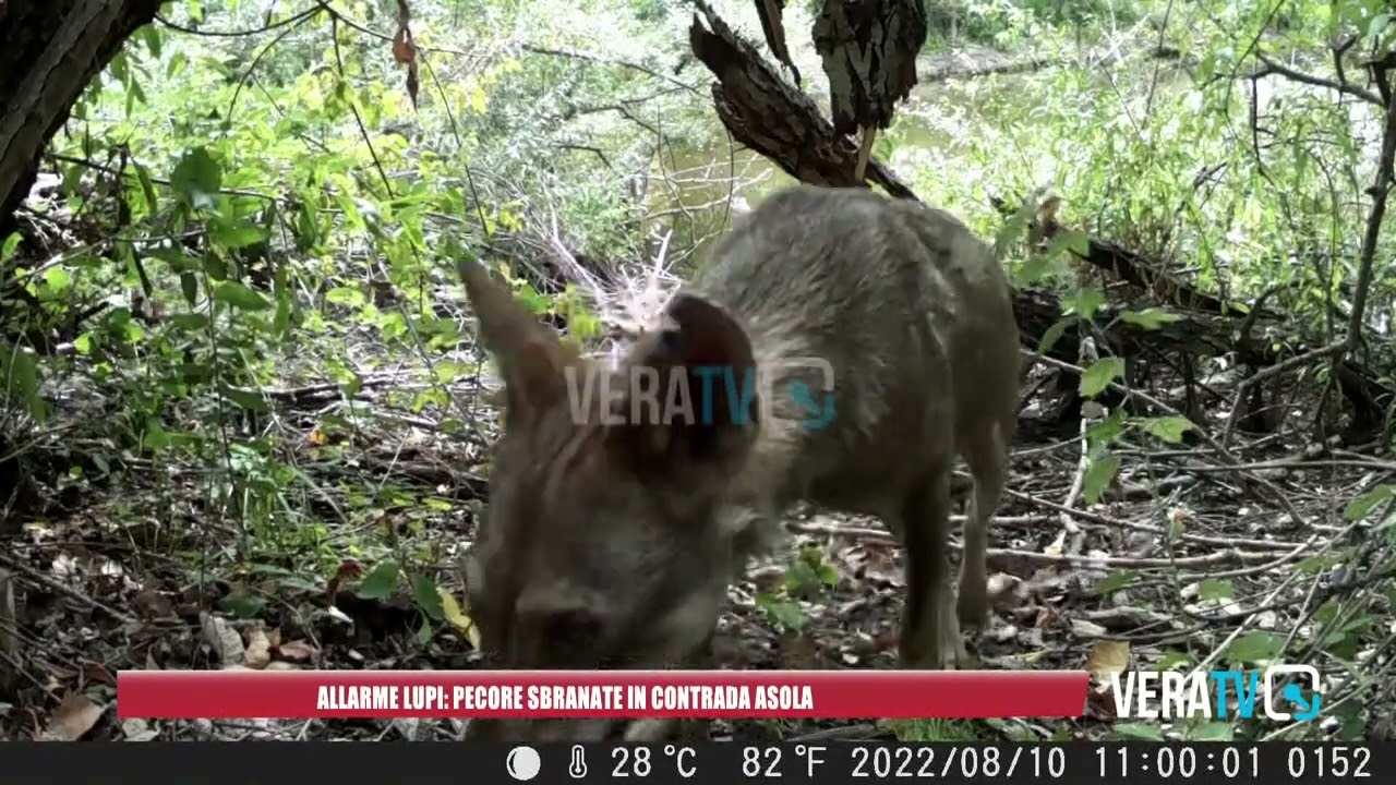 Allarme lupi: pecore sbranate in contrada Asola