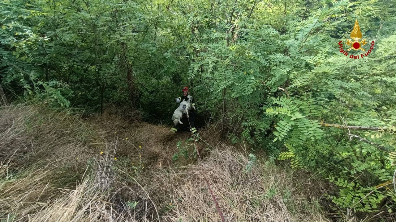 Monsampolo del Tronto – Cane cade in un dirupo, recuperato dai vigili del fuoco