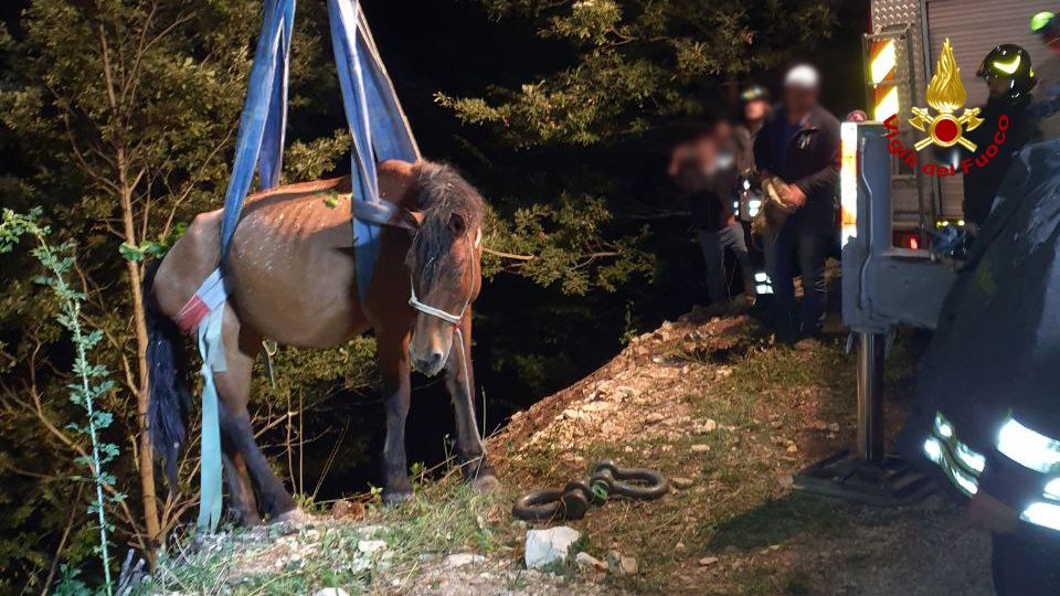 Cantiano – Cavallo cade in un fosso, salvato dai vigili del fuoco