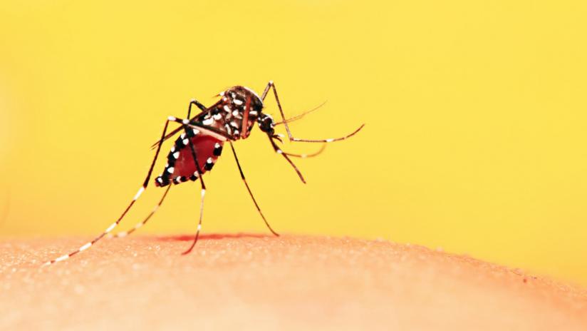 Abruzzo – Sospetto caso di dengue nell’aquilano, attivati i protocolli