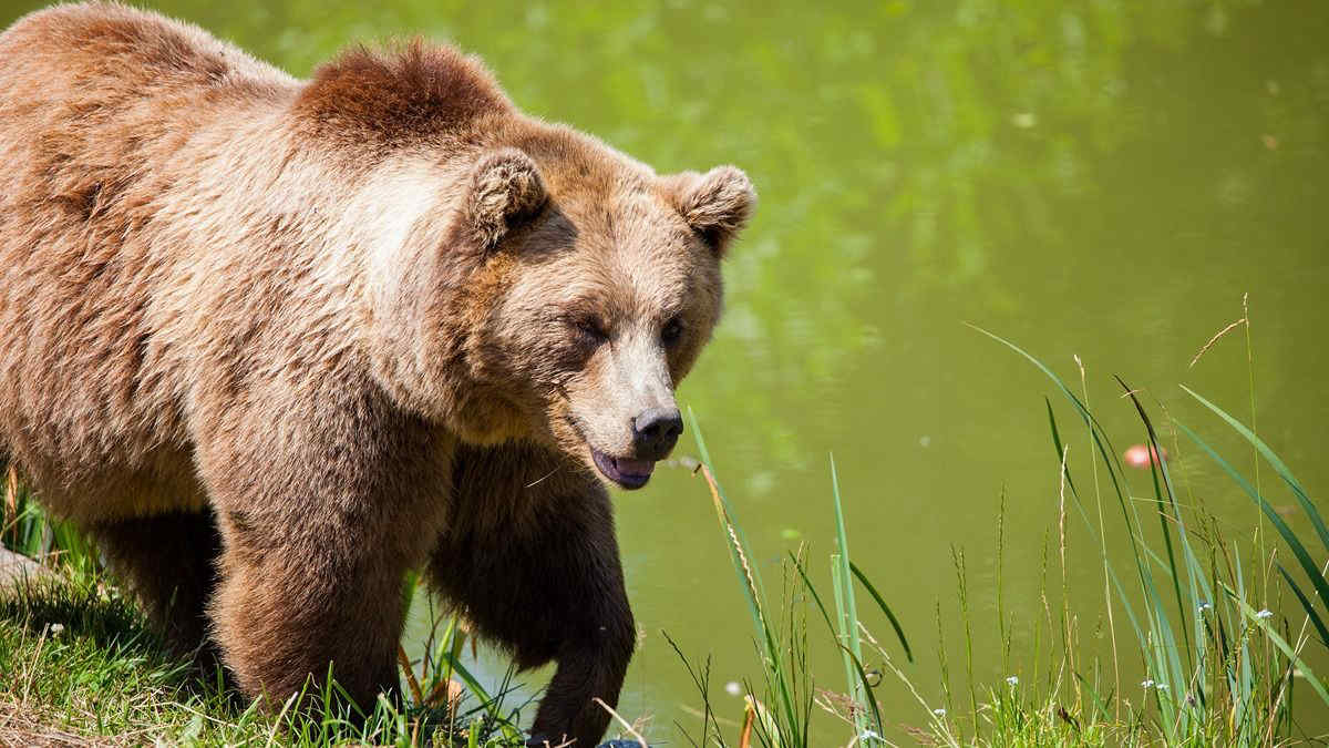 L’orsa Gemma torna in azione: incursione all’ora della colazione