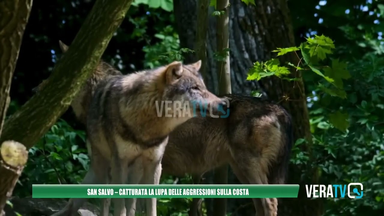 San Salvo – Catturata la lupa protagonista delle aggressioni lungo la costa