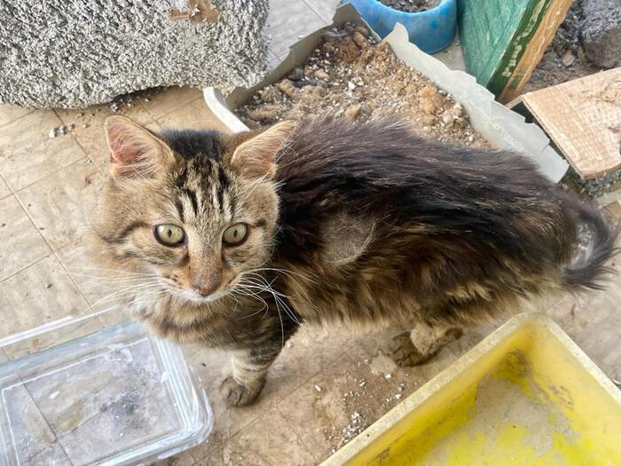 Gatti abbandonati sul balcone, uno era morto: sequestrati