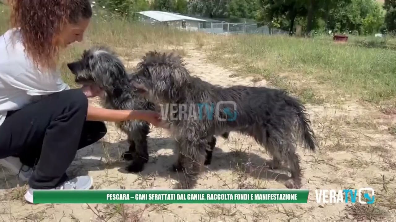 Pescara – Cani sfrattati dal canile: raccolta fondi e manifestazione
