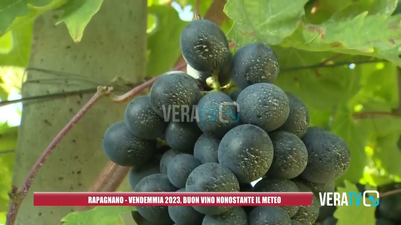 Rapagnano – Vendemmia 2023, buon vino nonostante il meteo