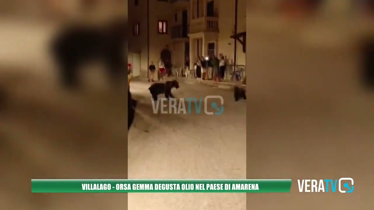 Villalago – L’orsa Gemma degusta olio nel paese di Amarena