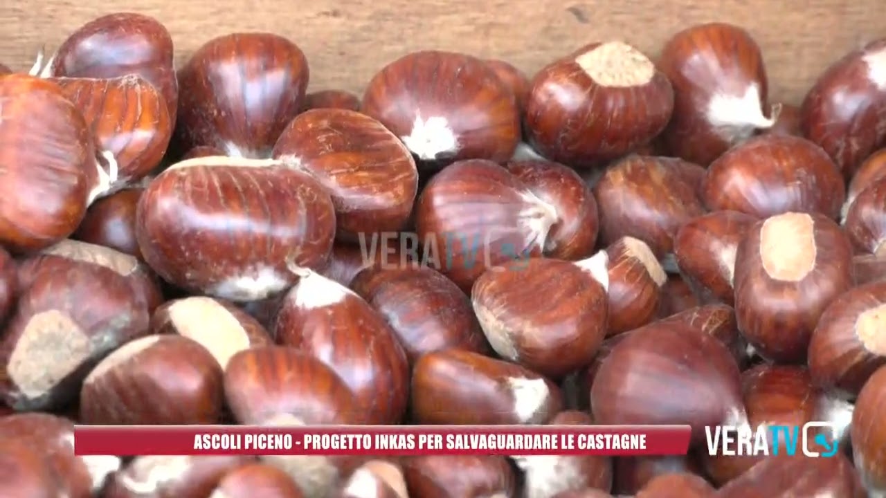 Ascoli Piceno – Progetto “Inkas” per salvaguardare le castagne sul territorio
