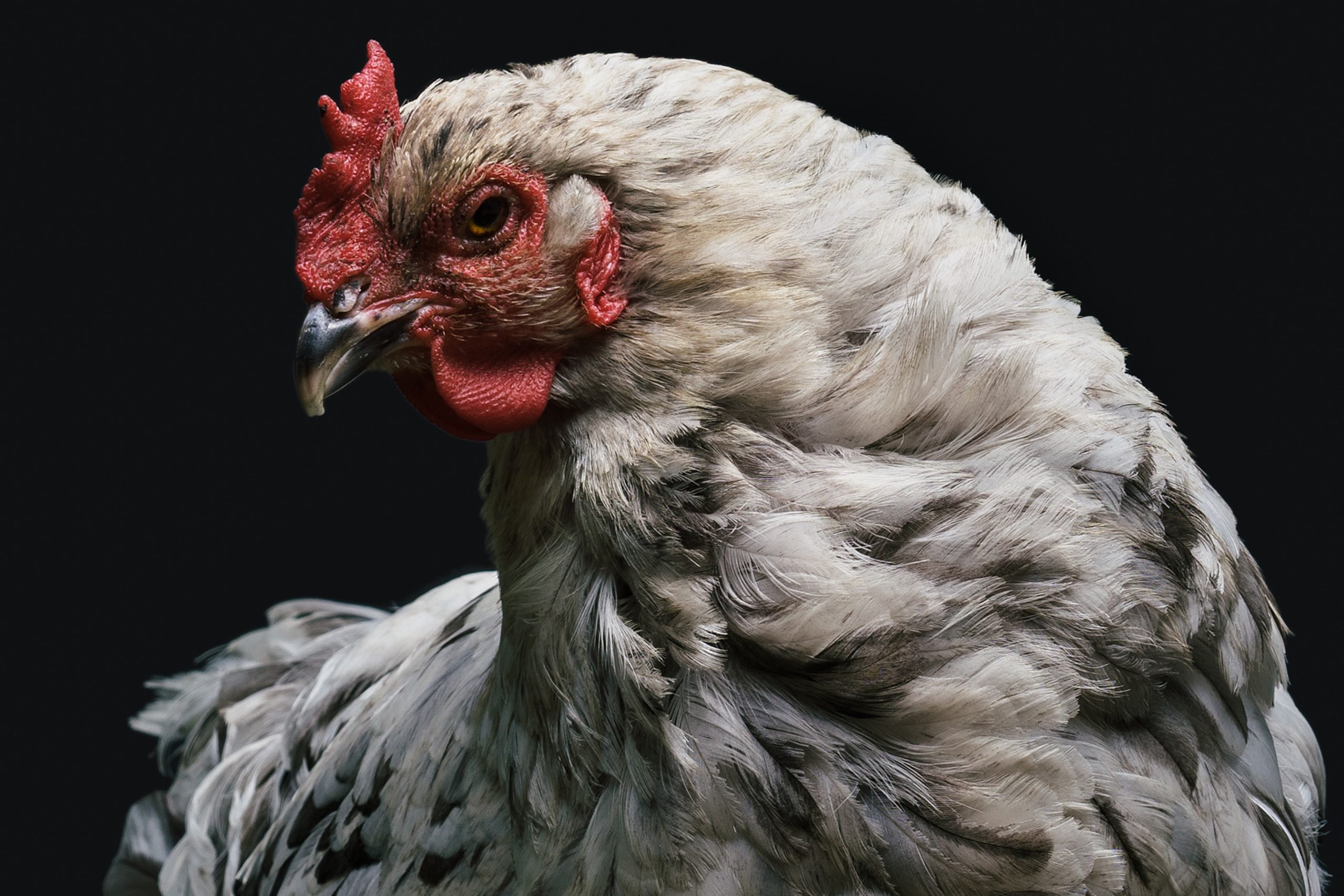 I ladri staccano la corrente nello stabilimento: morti 240mila polli Fileni