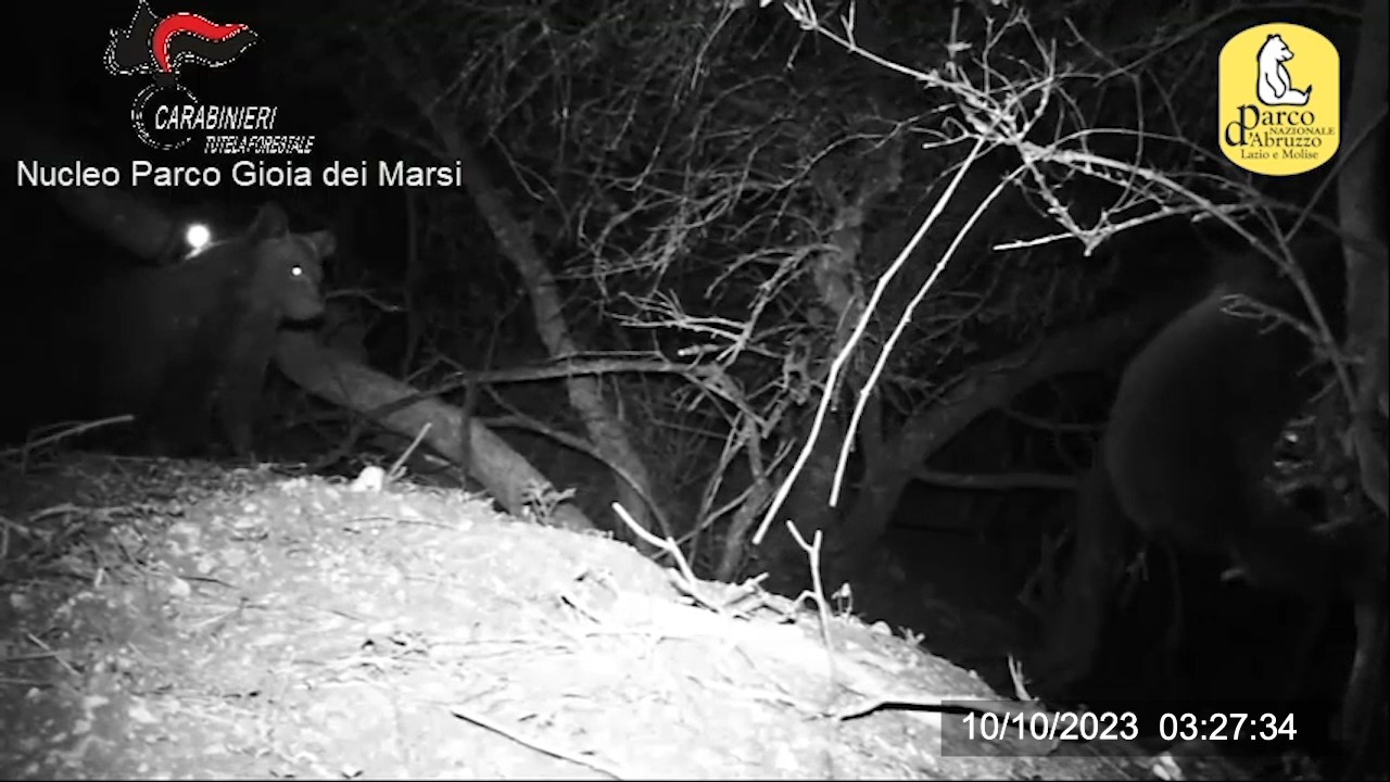 Avvistati i cuccioli dell’orsa Amarena, il Parco chiede di non riaprire caccia per tutelarli