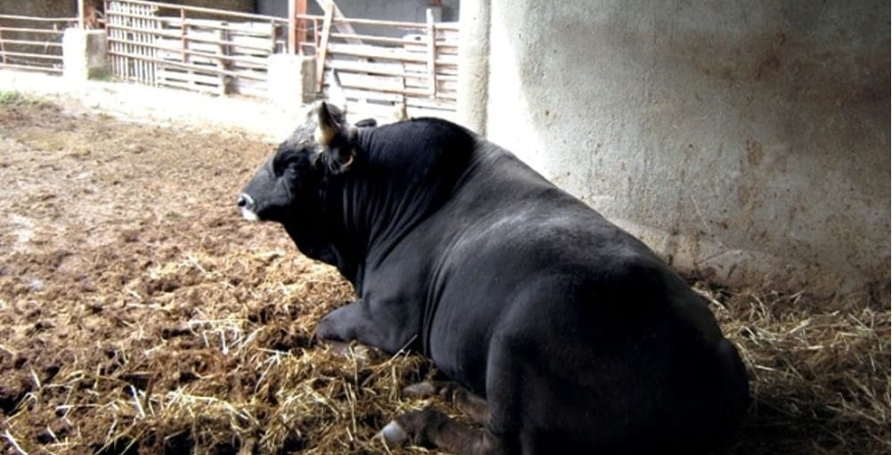 Morrovalle – Entra nella stalla, il toro lo ferisce con le corna: allevatore in ospedale