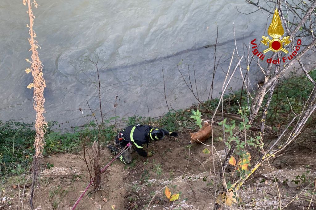 Pollenza – Cane cade in dirupo, salvato dai vigili del fuoco